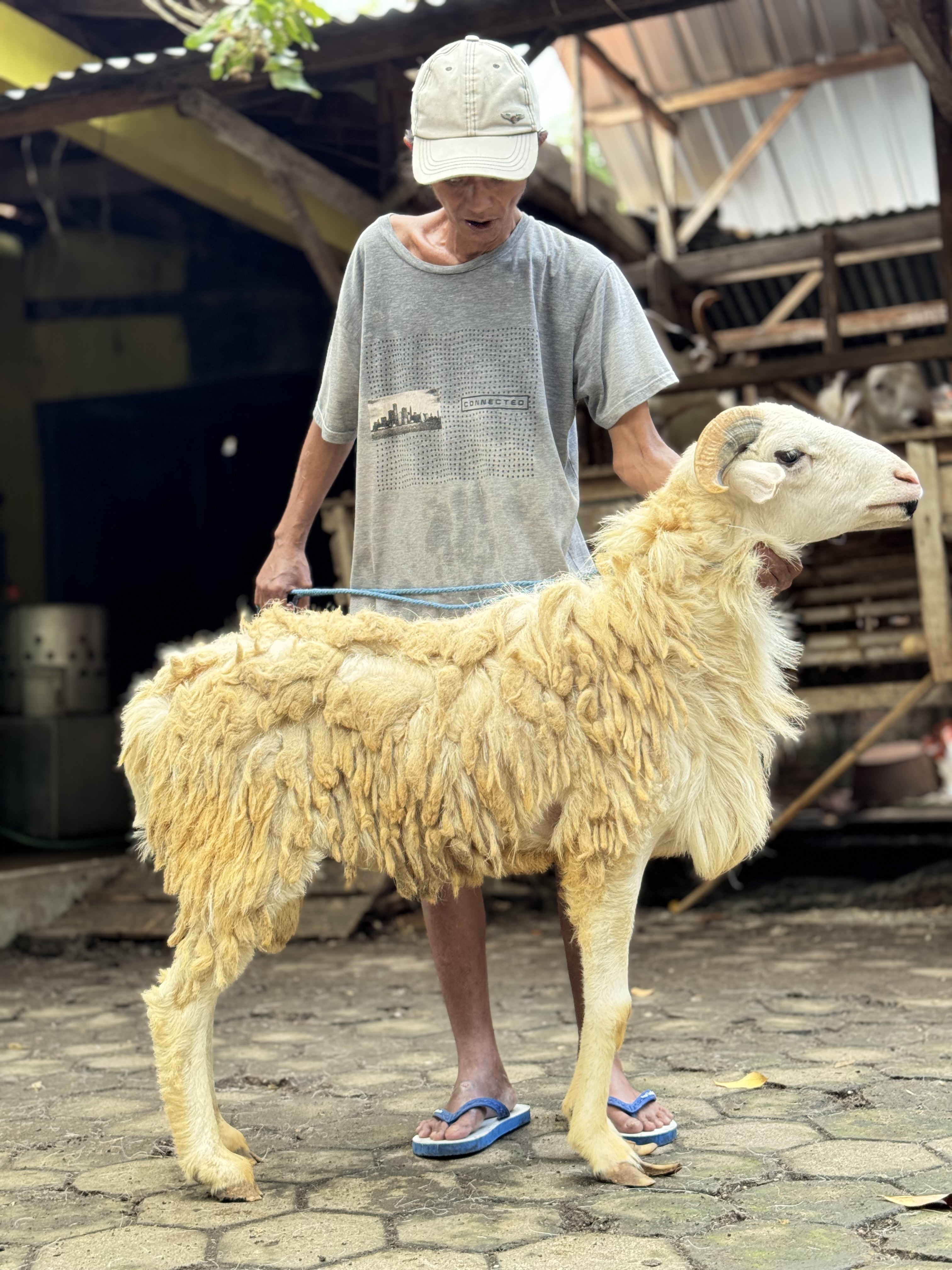 Sapi