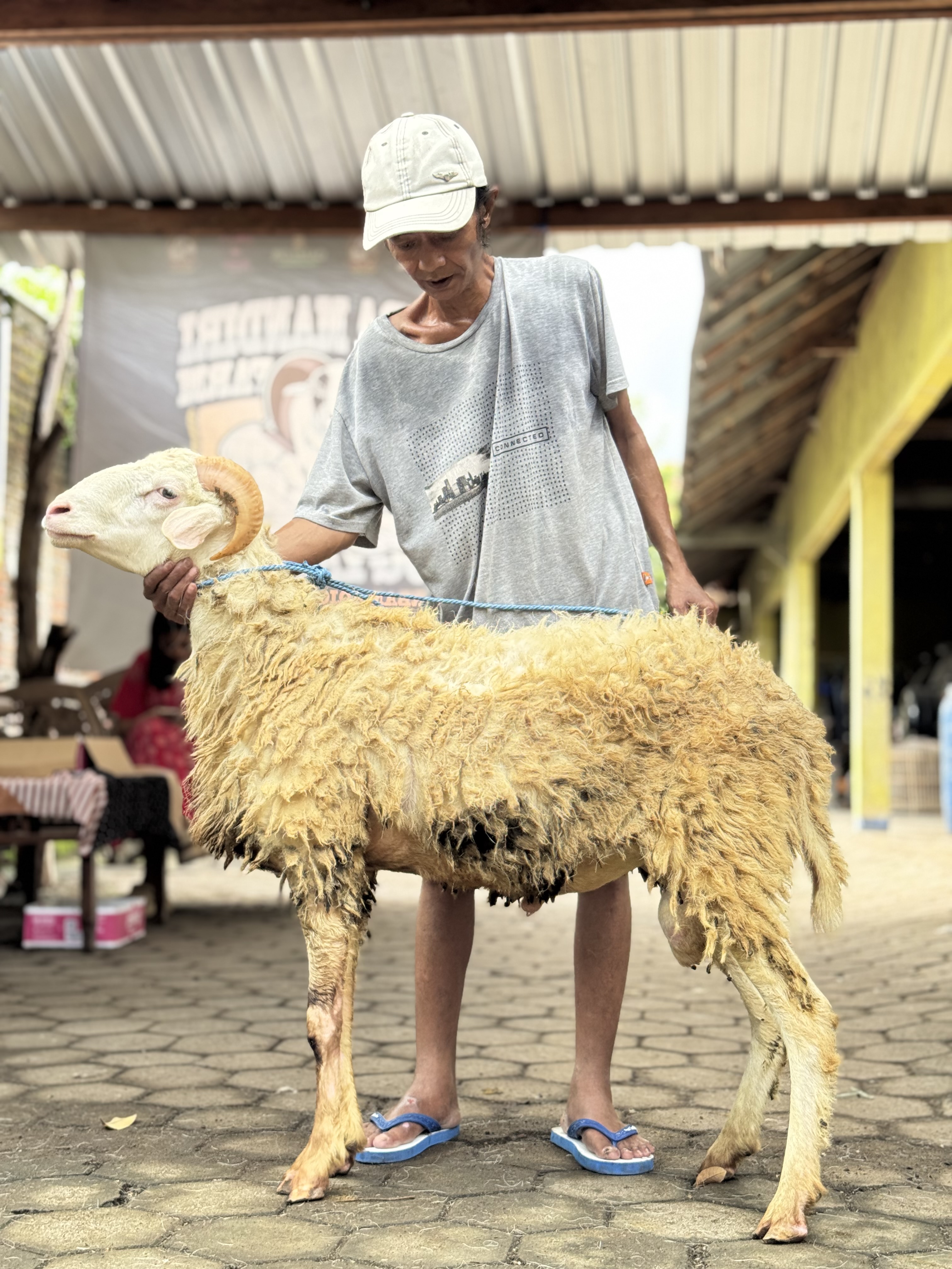 Sapi