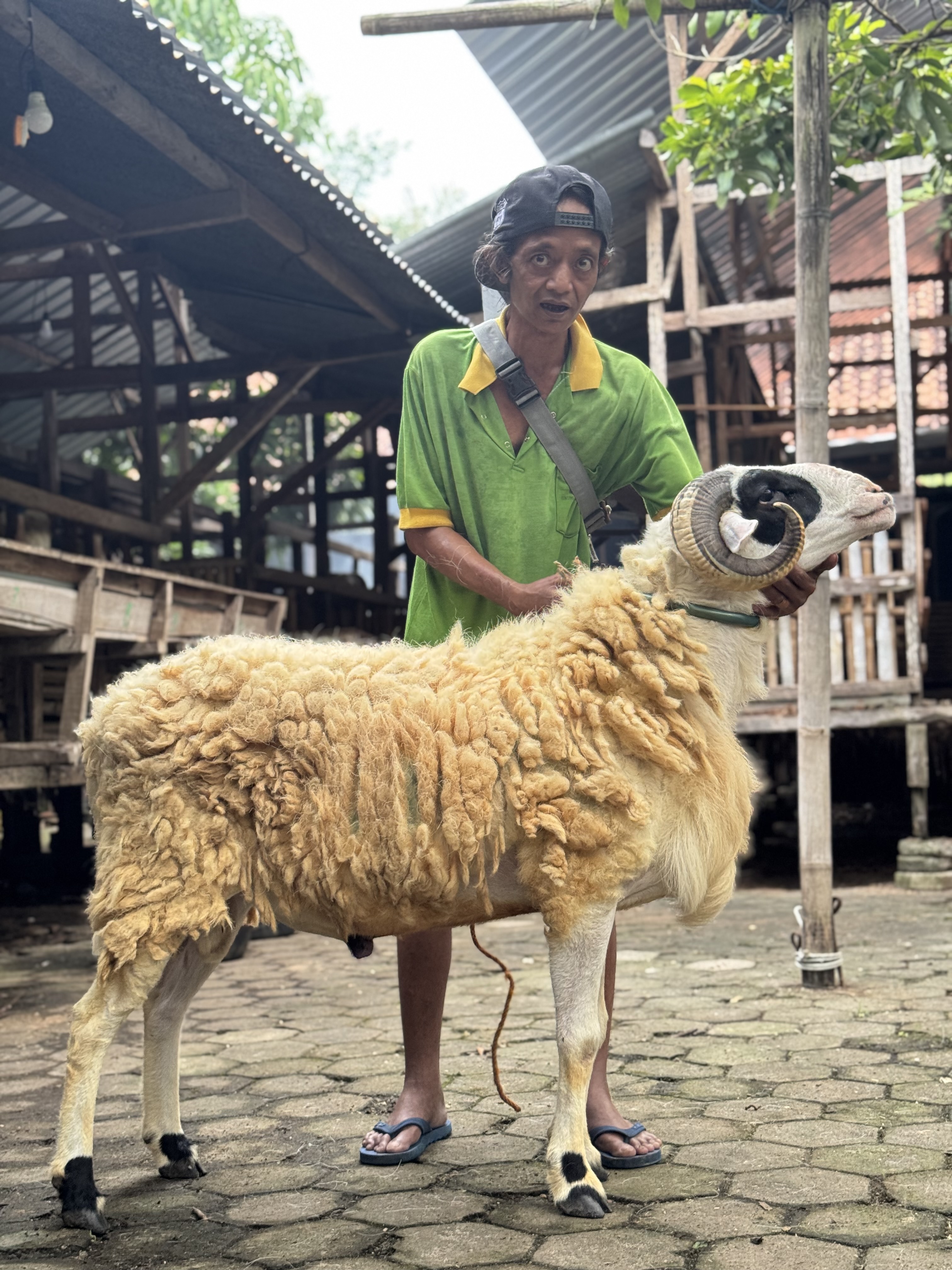 Sapi