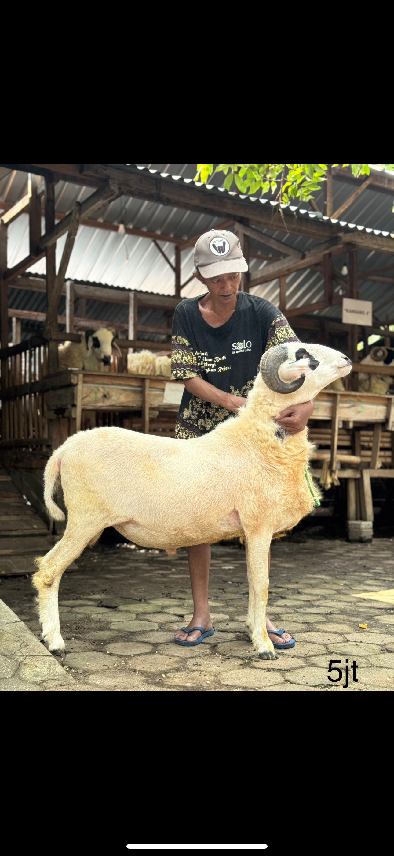 Sapi