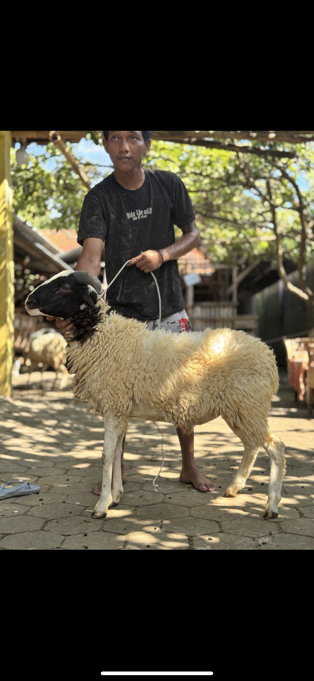 Sapi