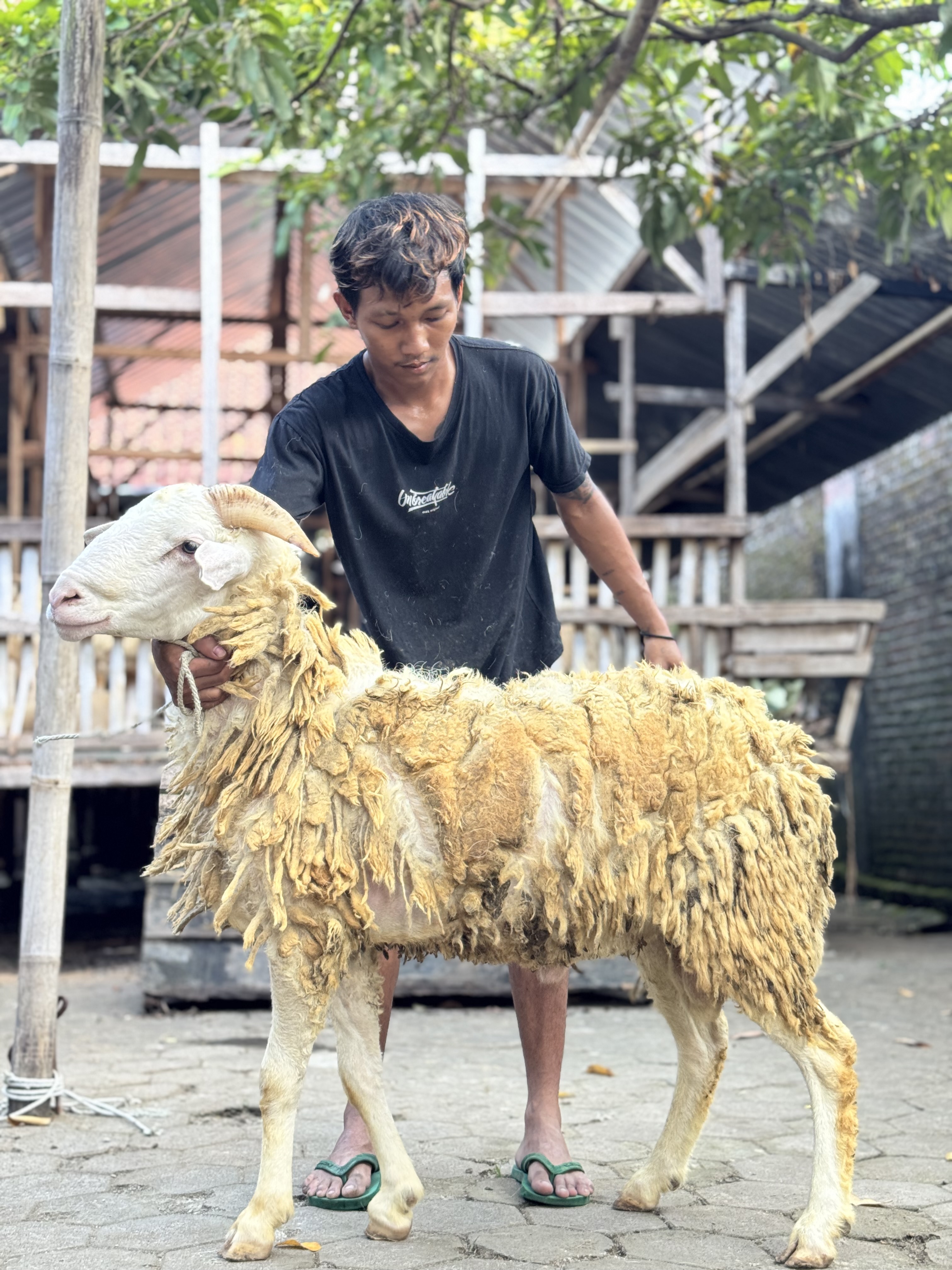 Sapi