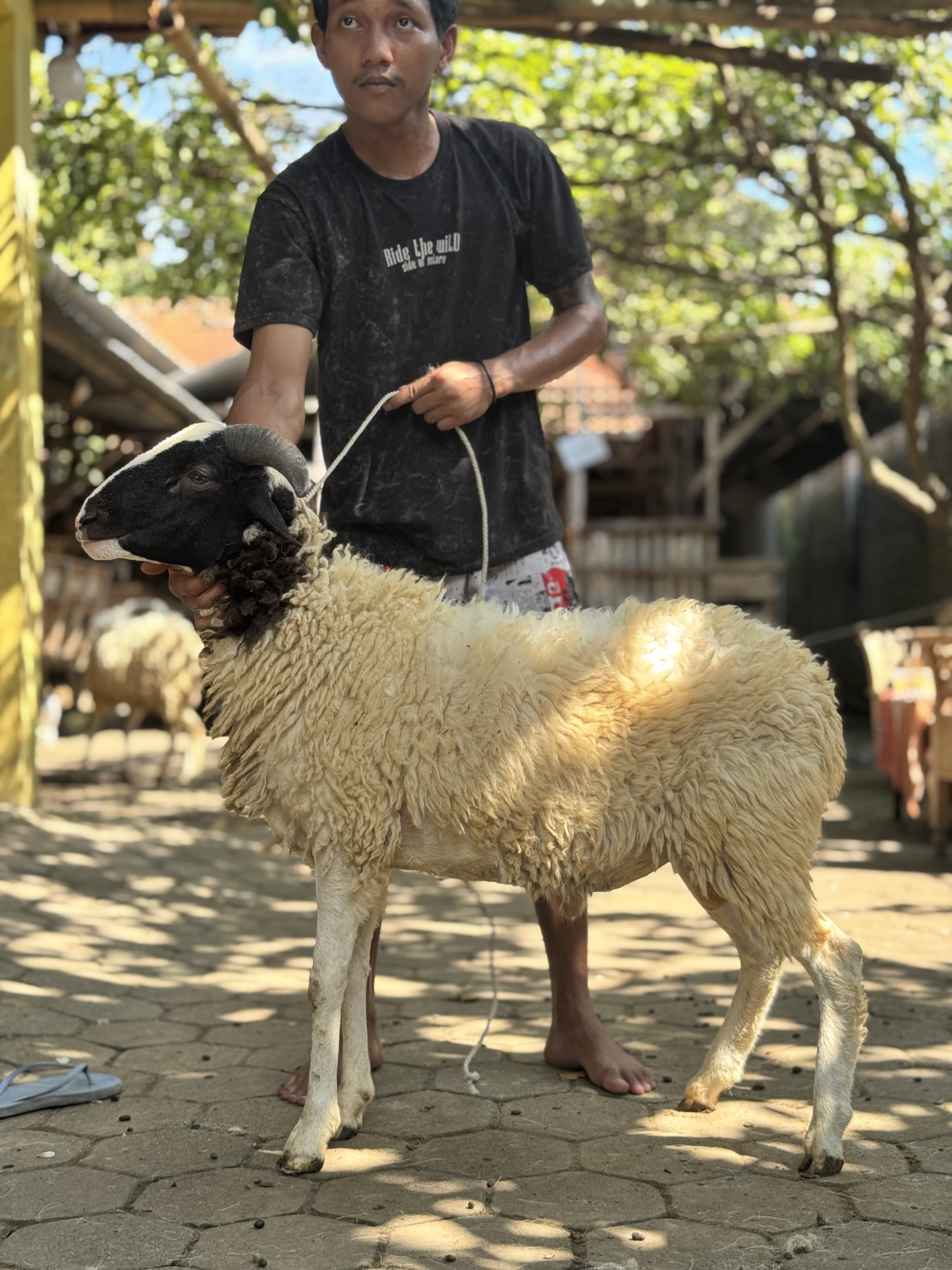 Sapi