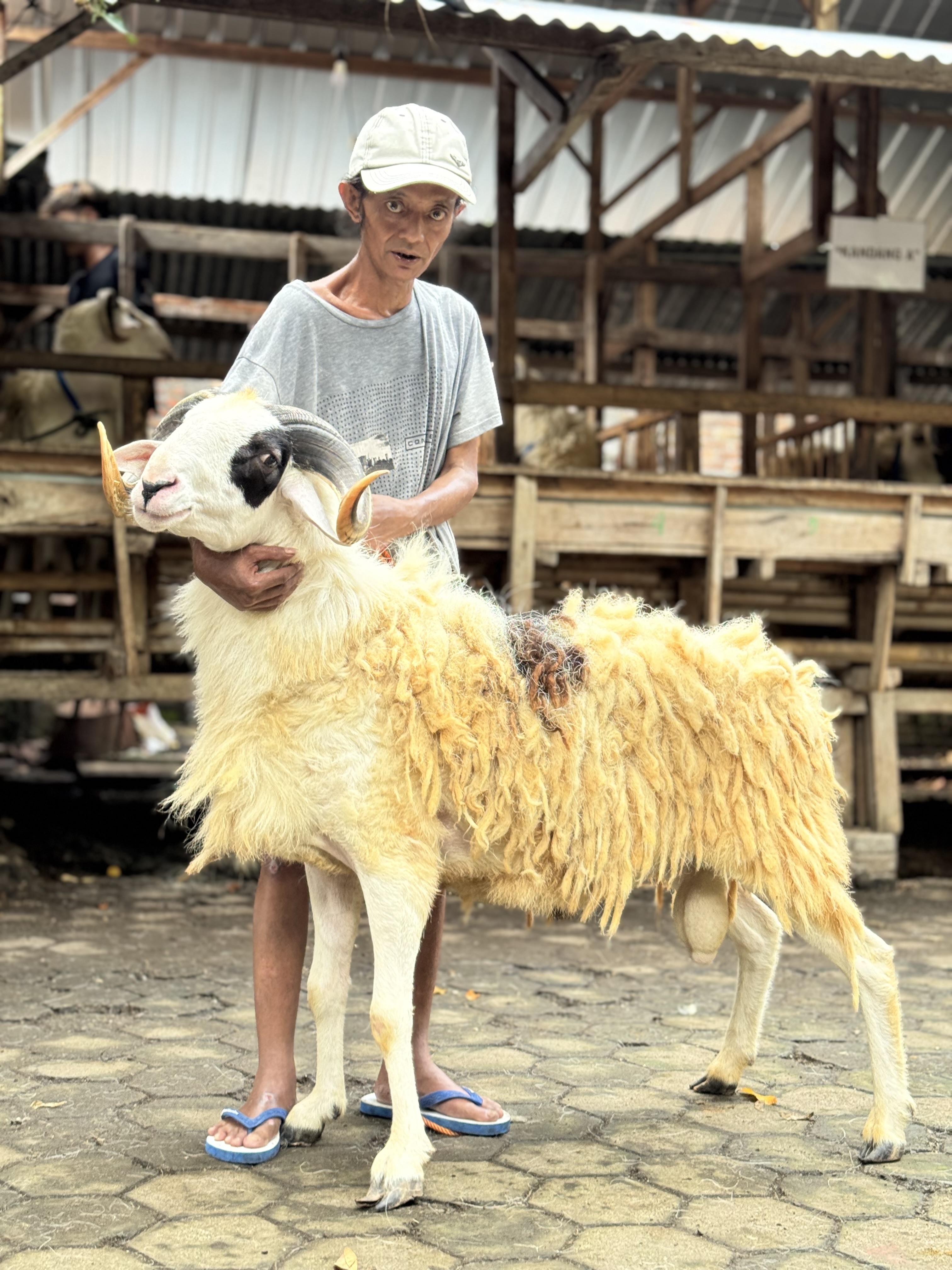 Sapi