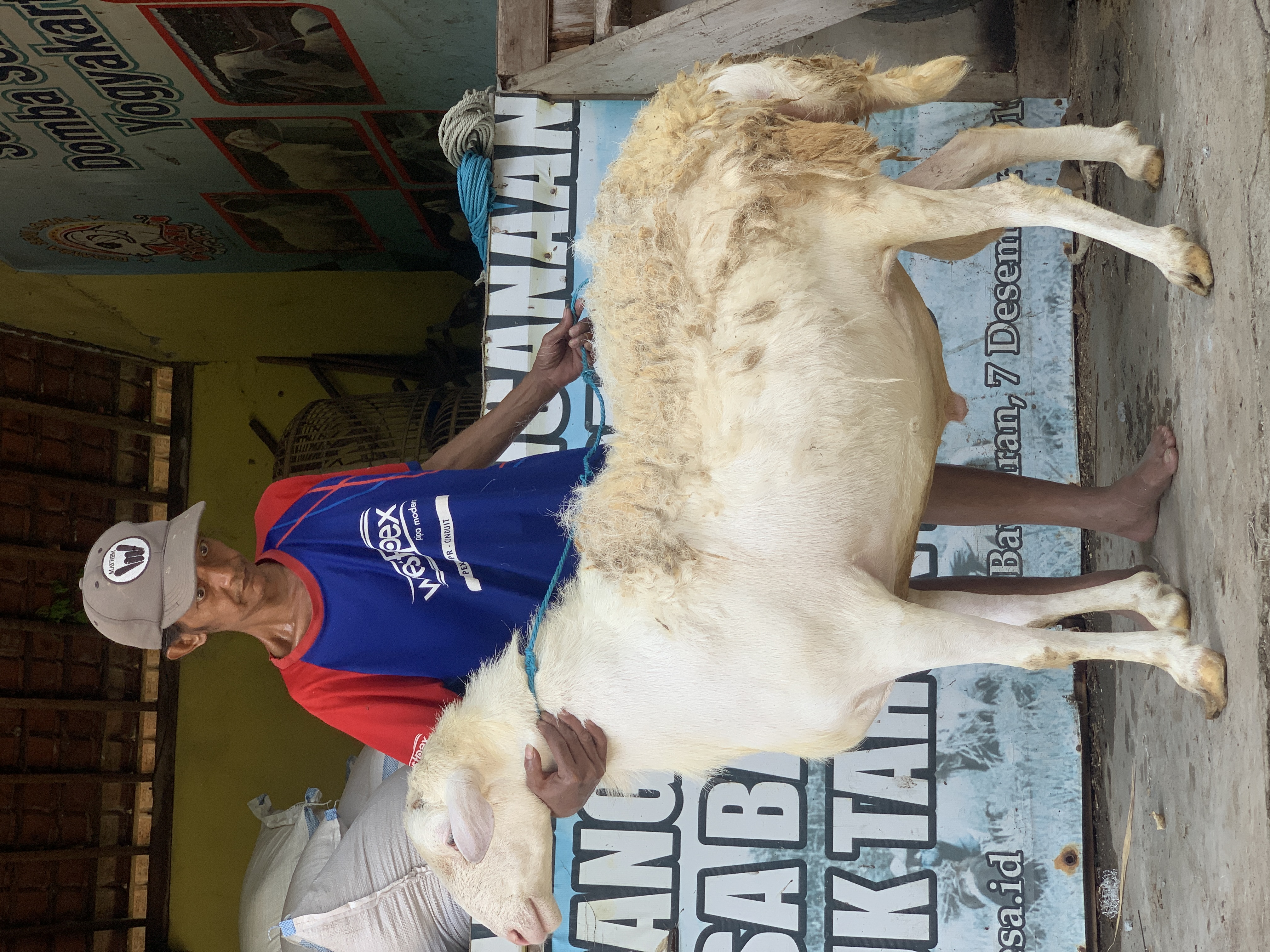 Sapi