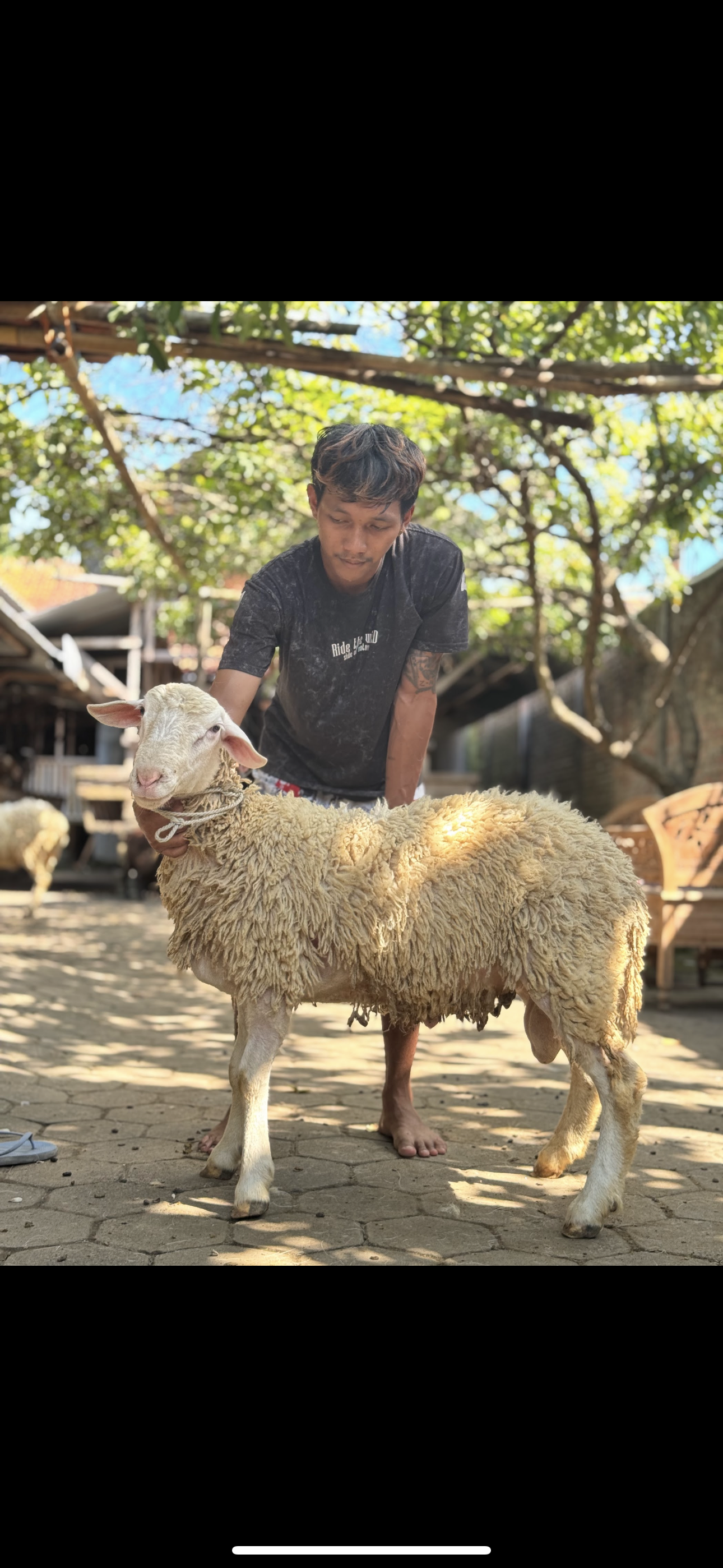 Sapi