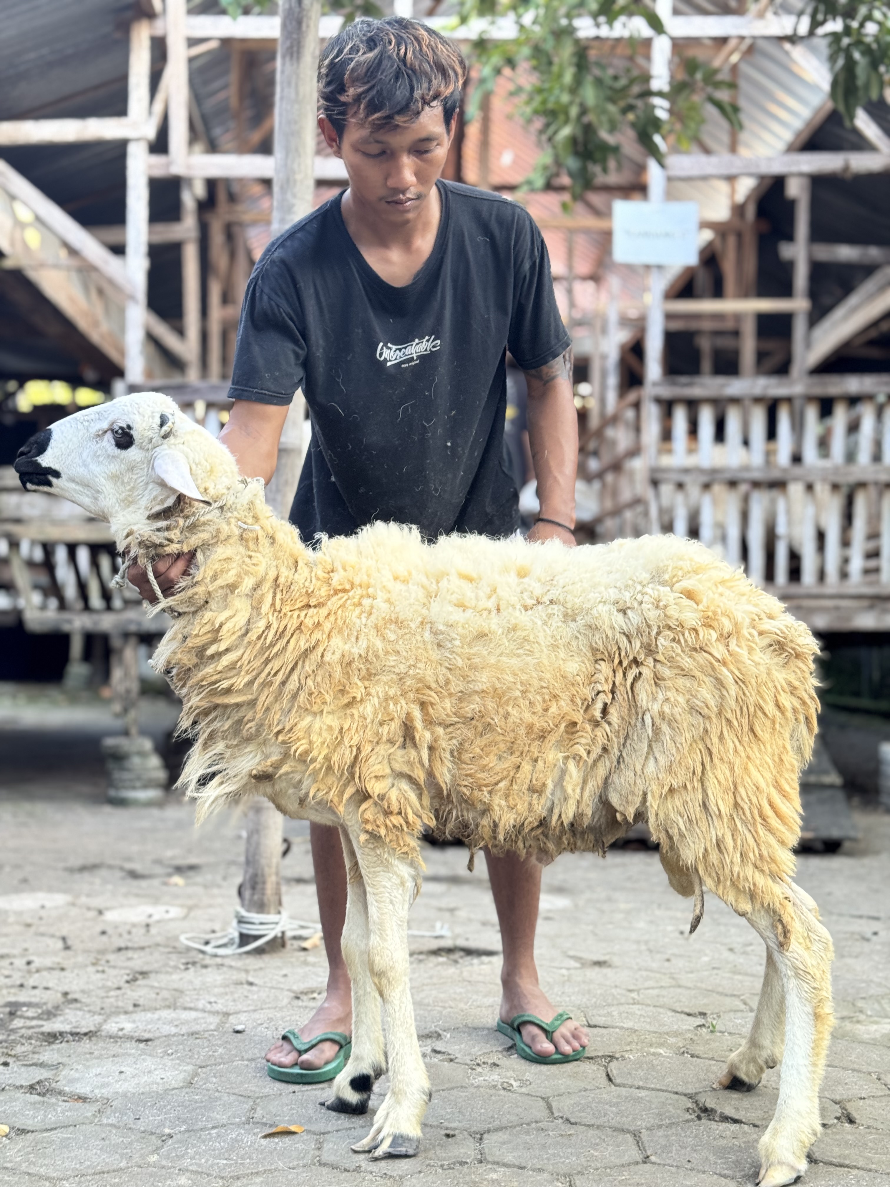 Sapi