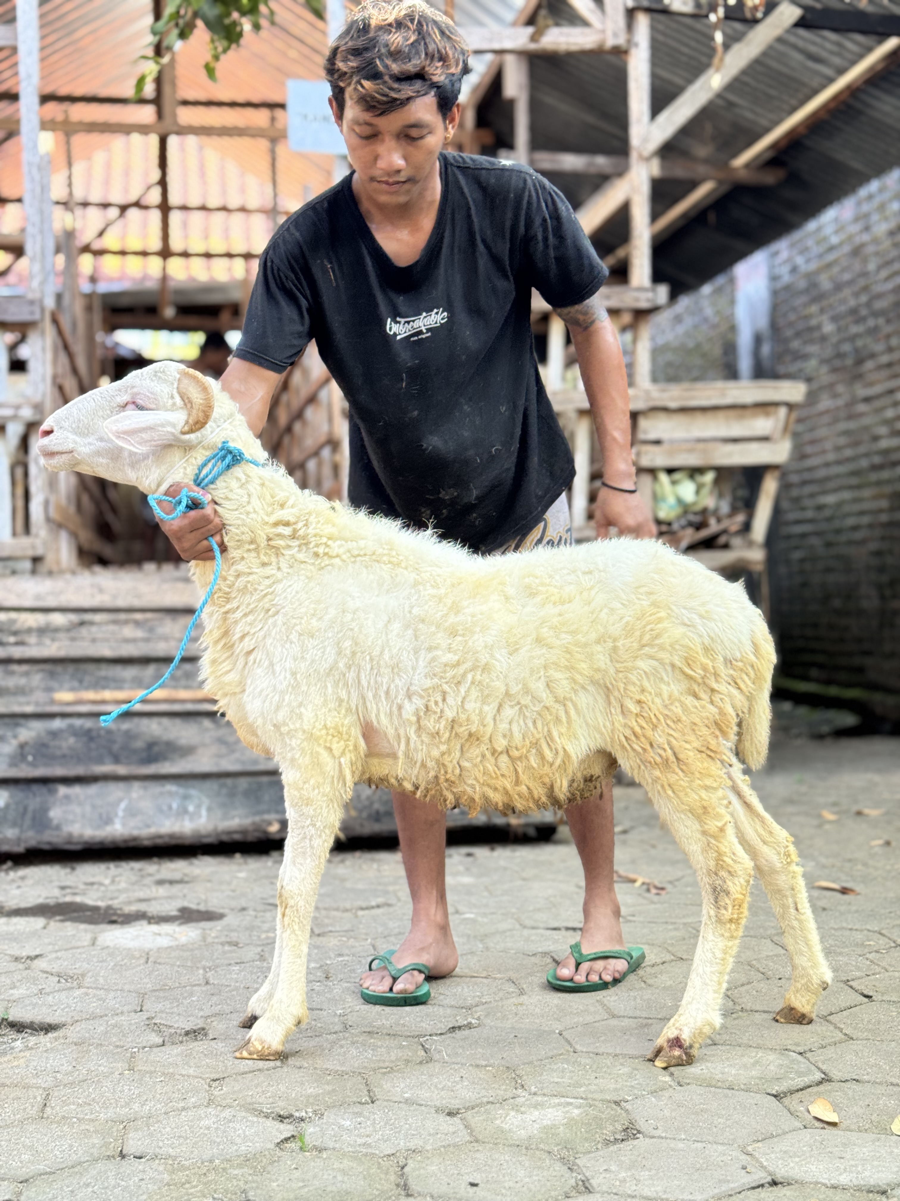 Sapi