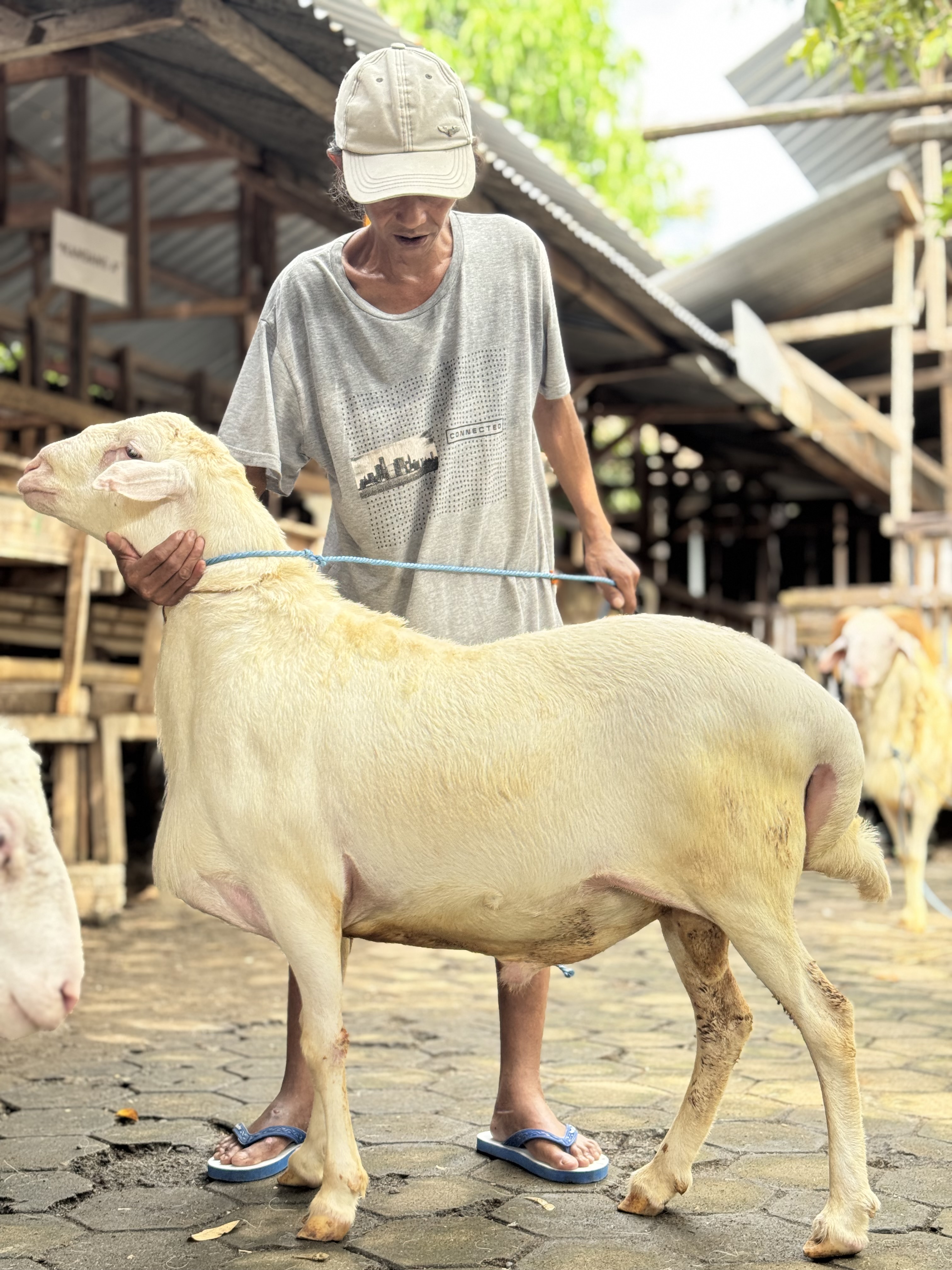 Sapi