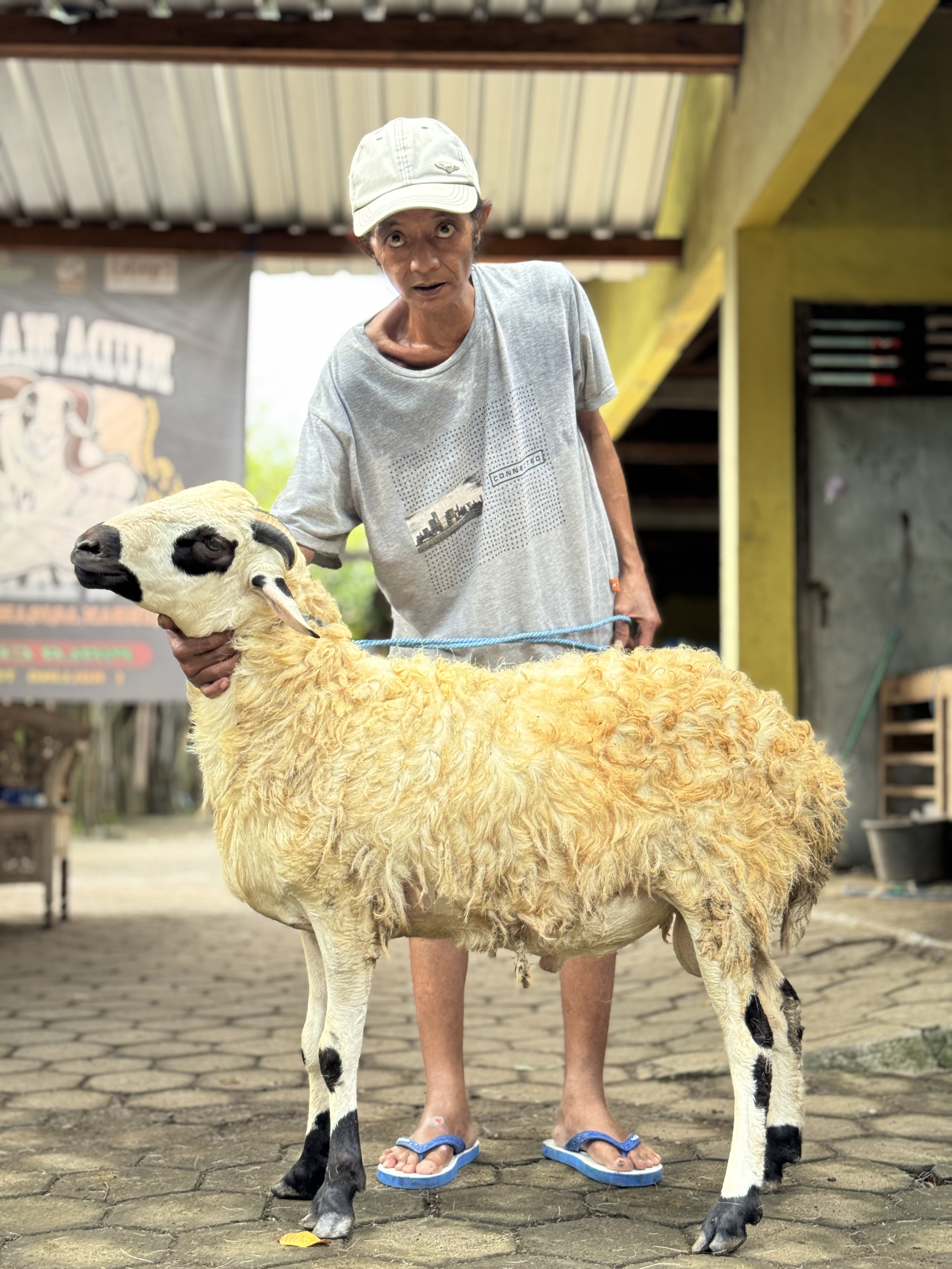 Sapi