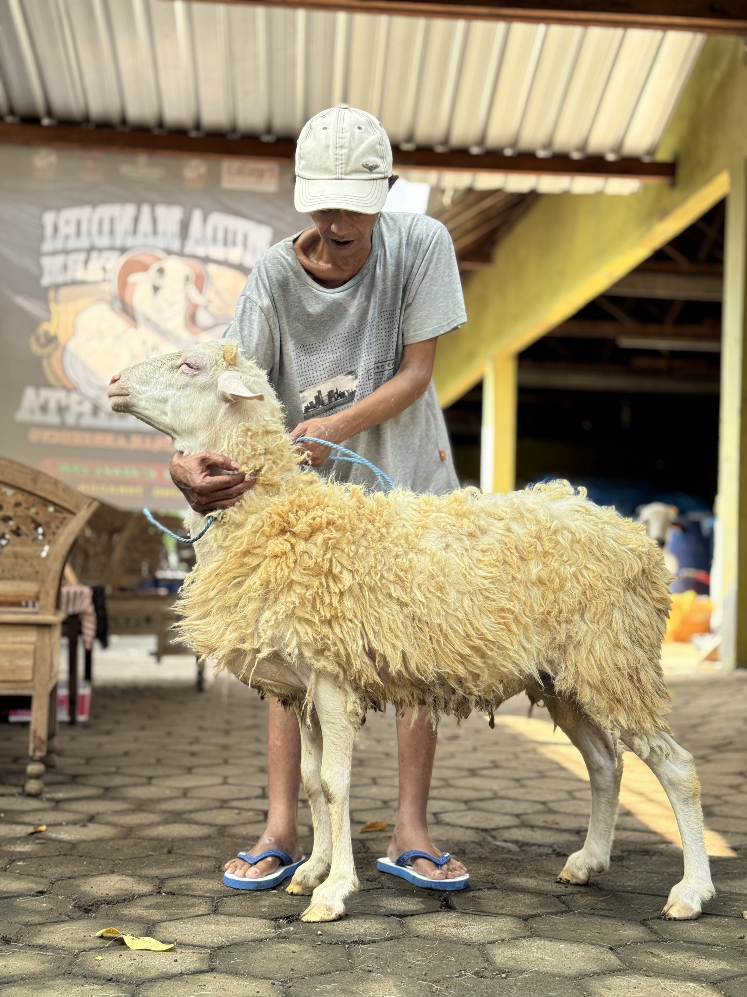 Sapi