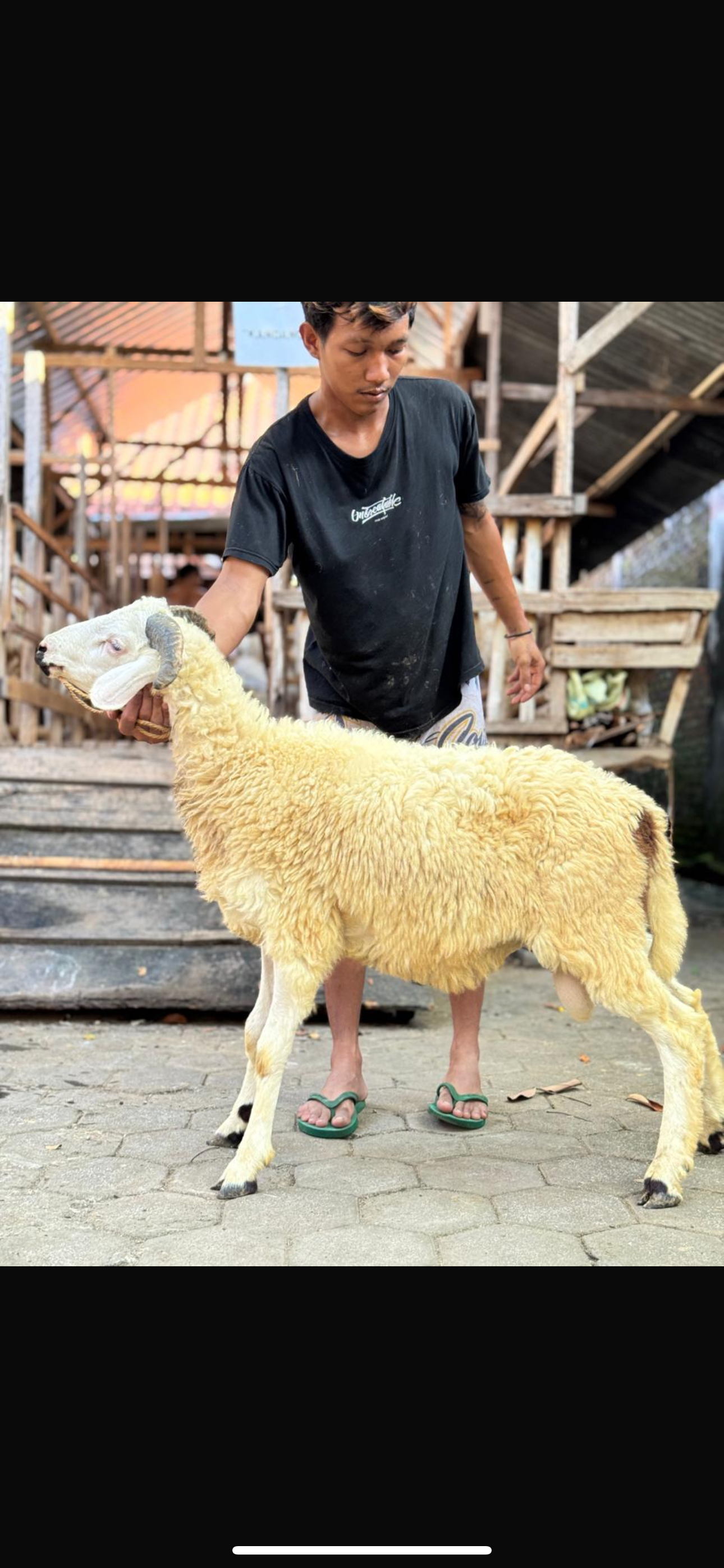 Sapi