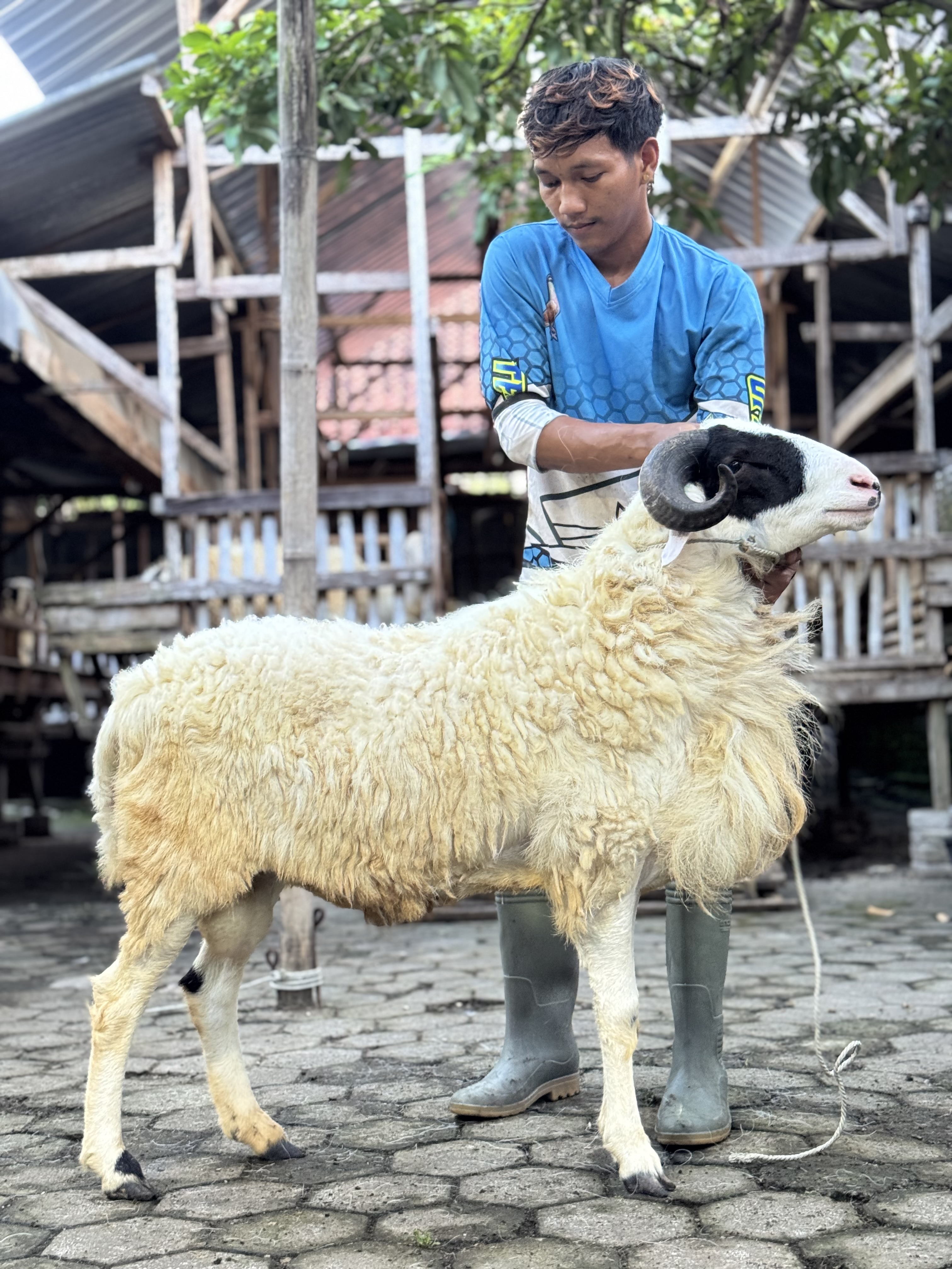 Sapi