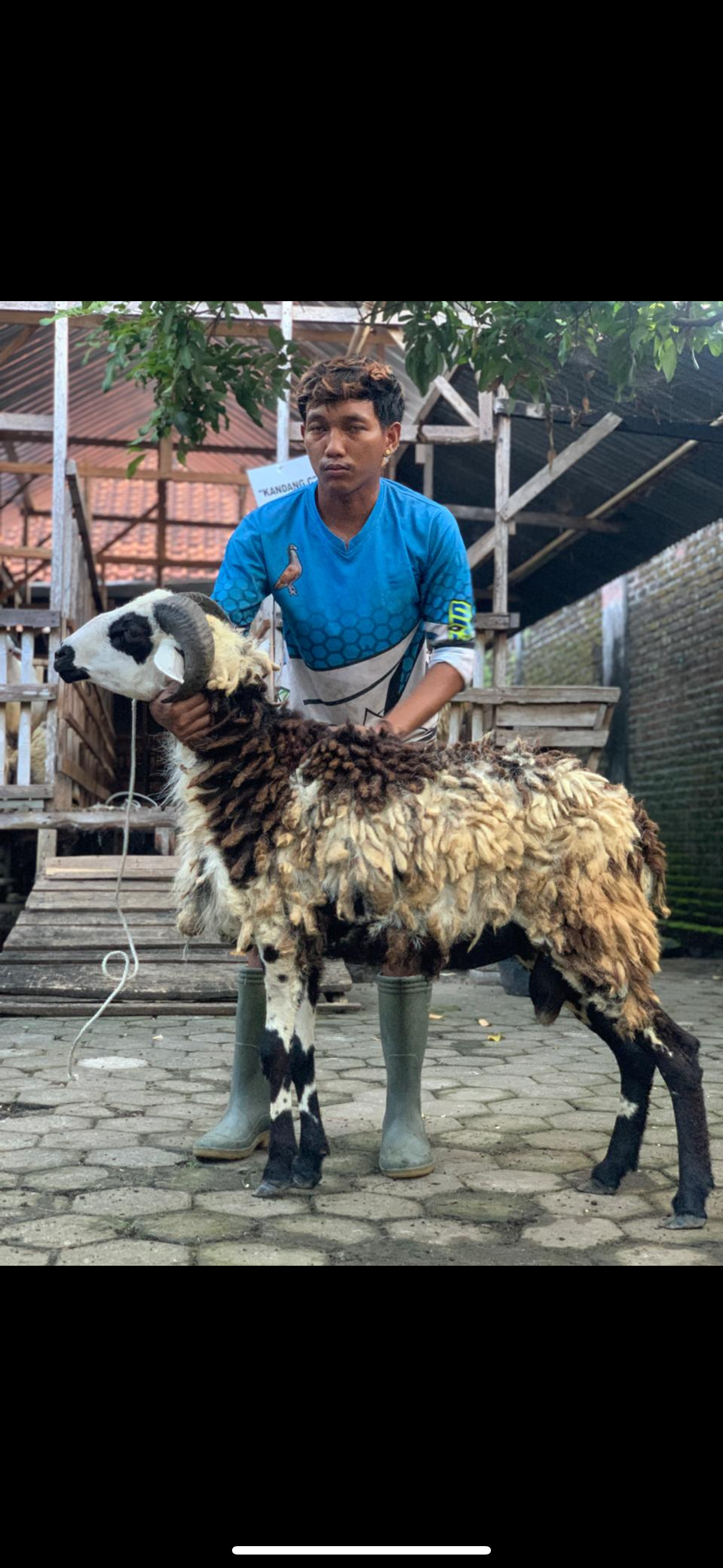 Sapi