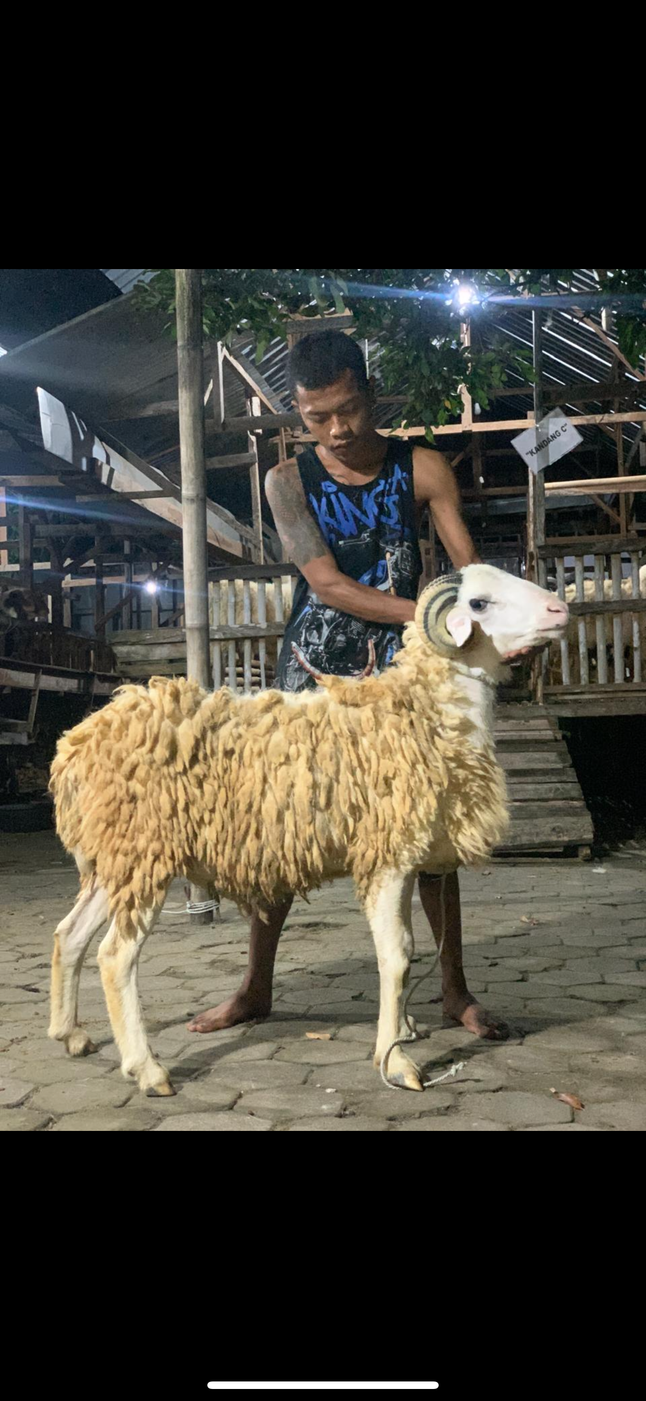 Sapi