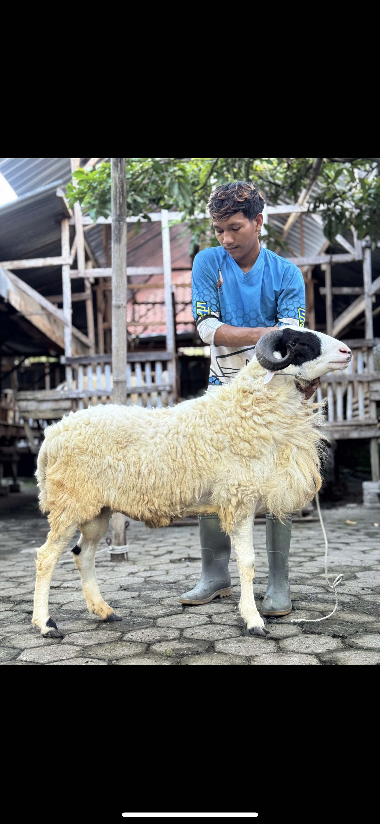 Sapi