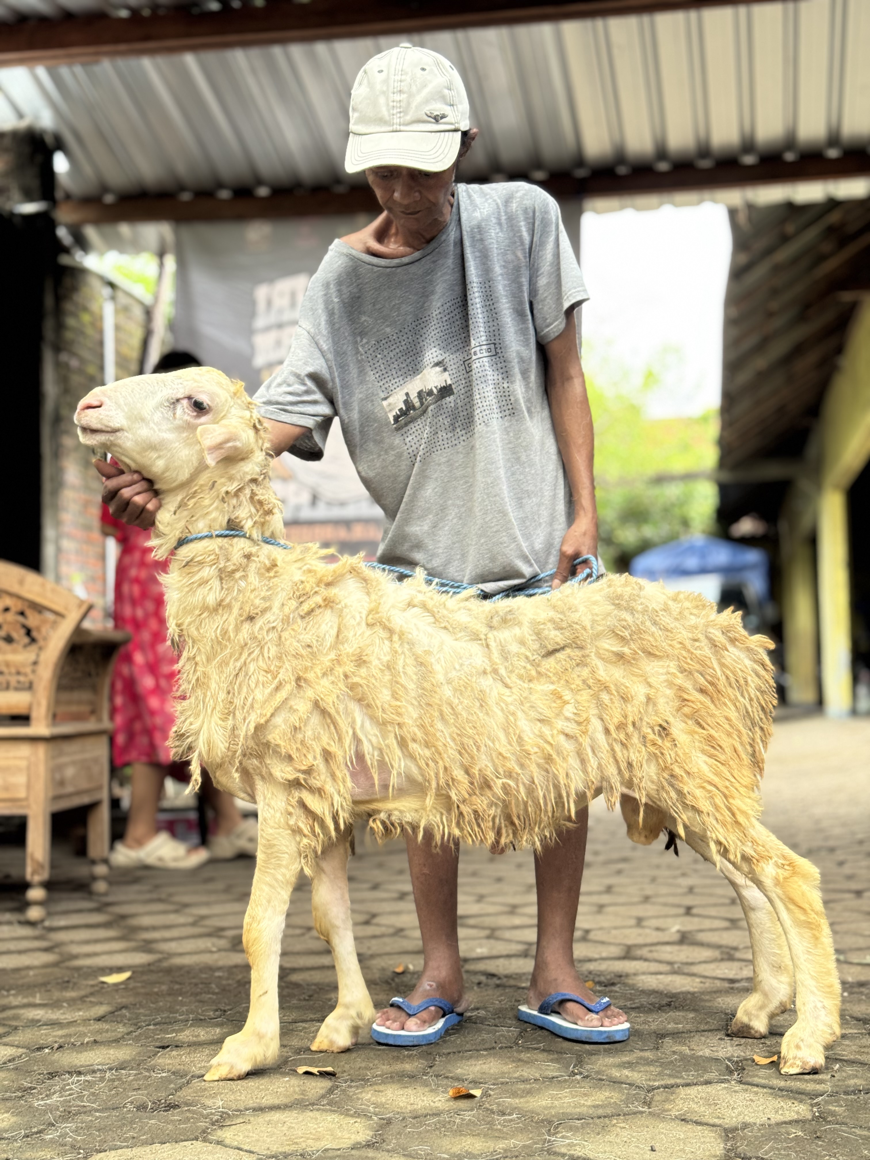 Sapi