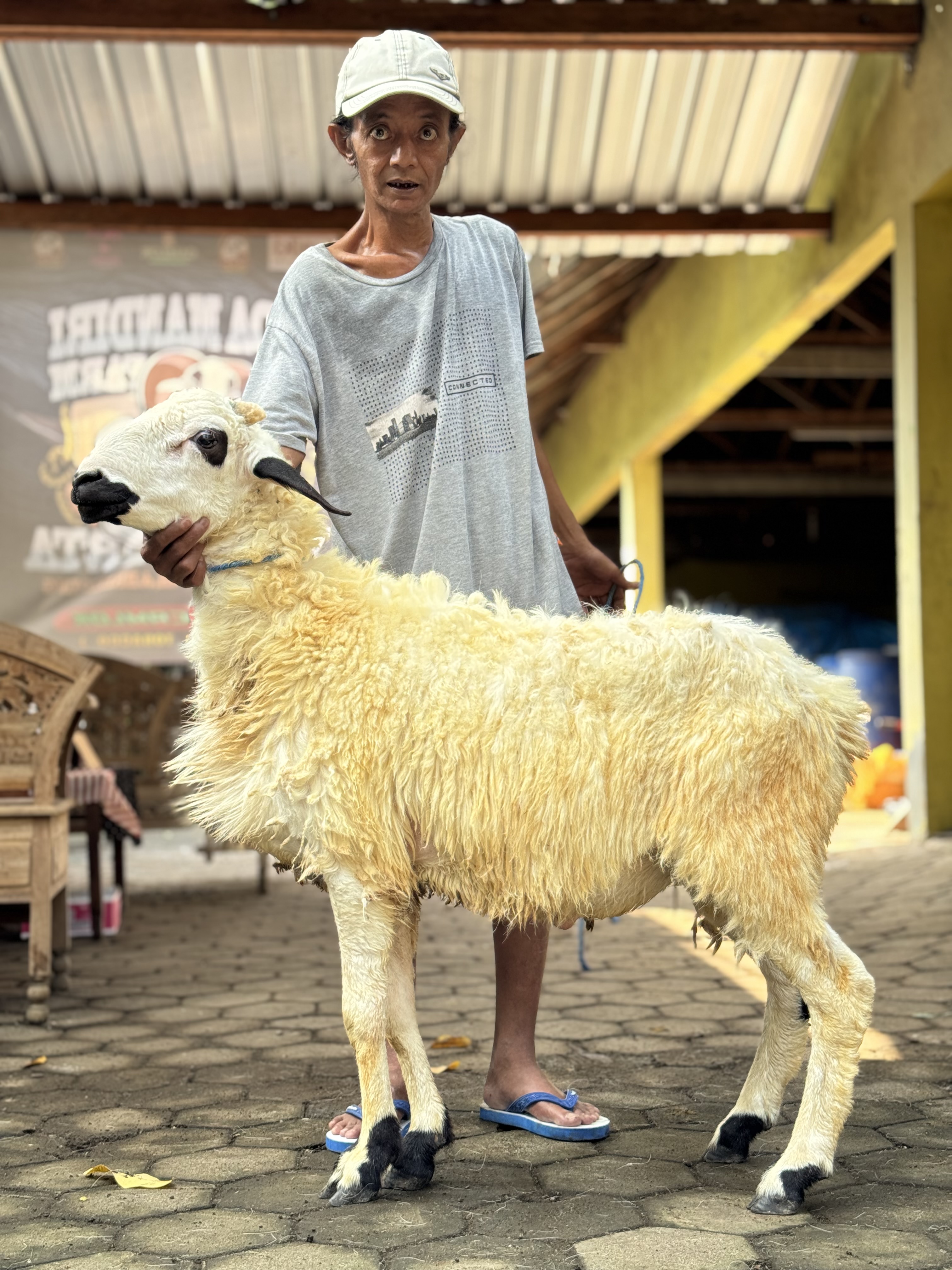 Sapi