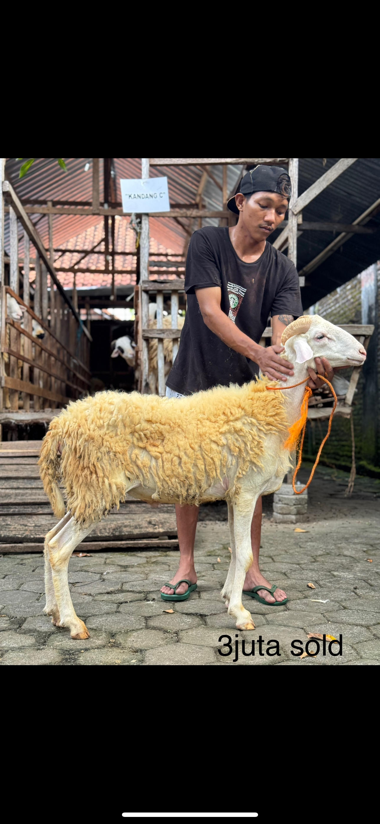 Sapi